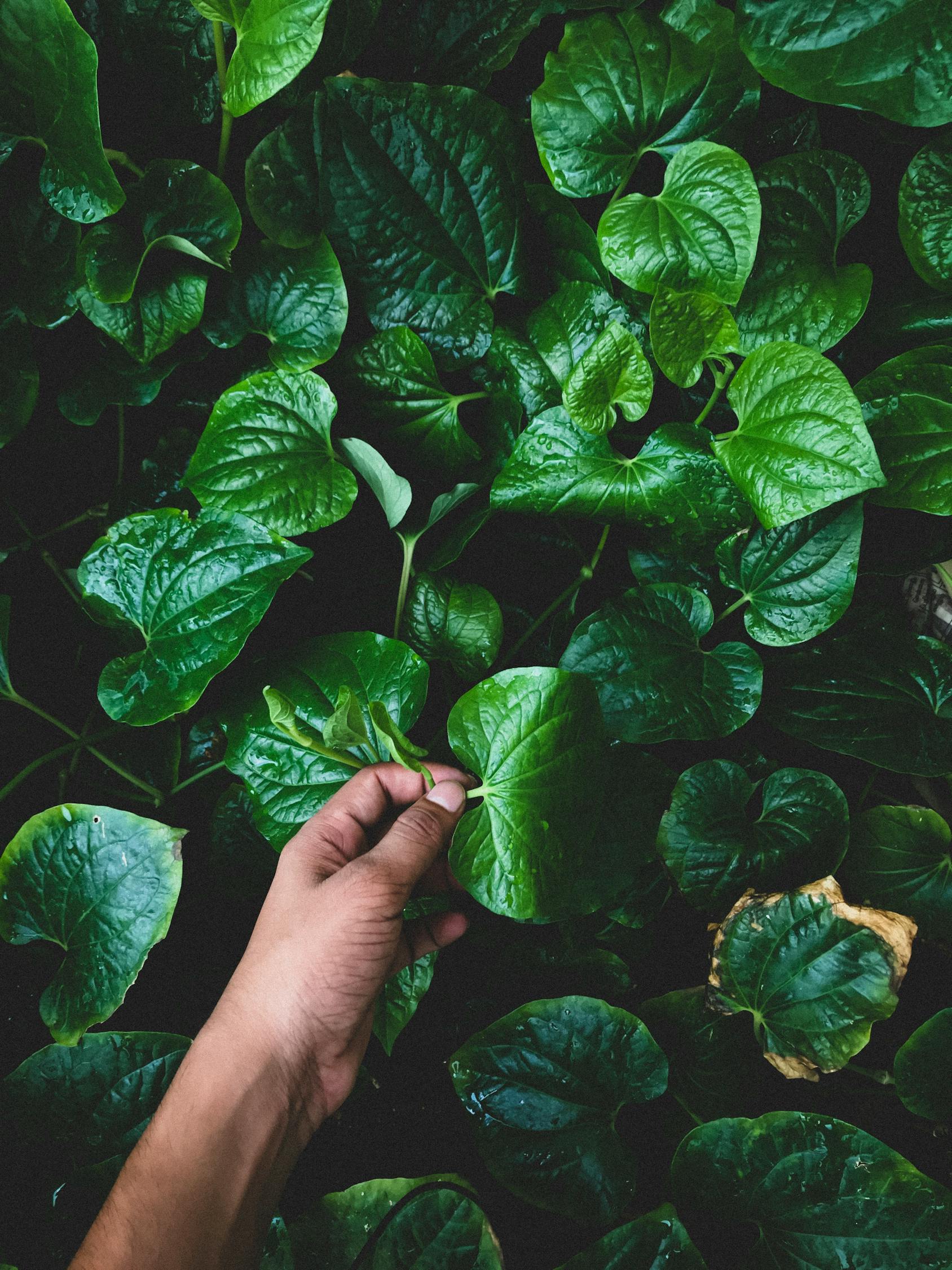 室内绿植盆栽与芝罘区的绿色生活