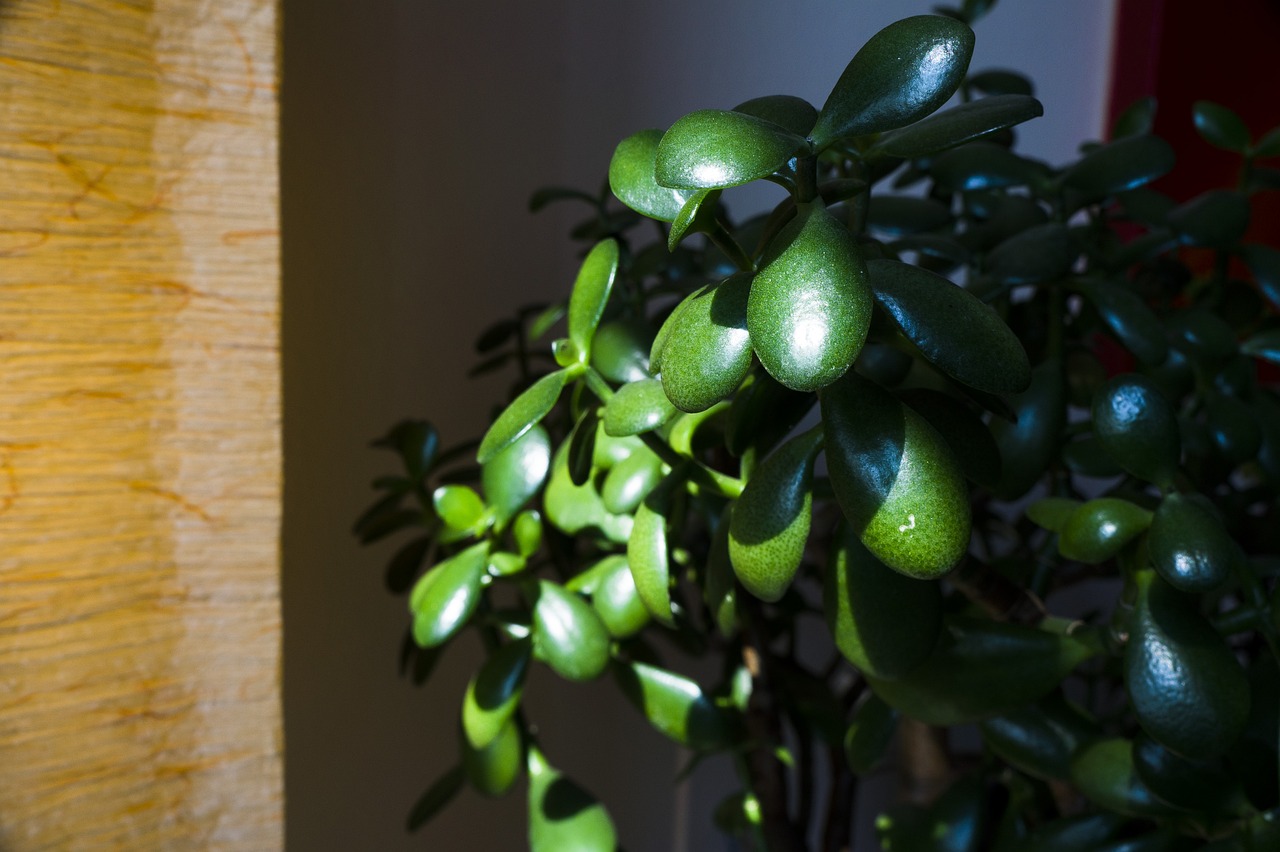 室内绿植仿真花盆栽，美化家居的新选择