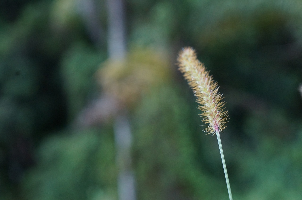 室内绿色生态，大盆带花绿植盆栽的魅力