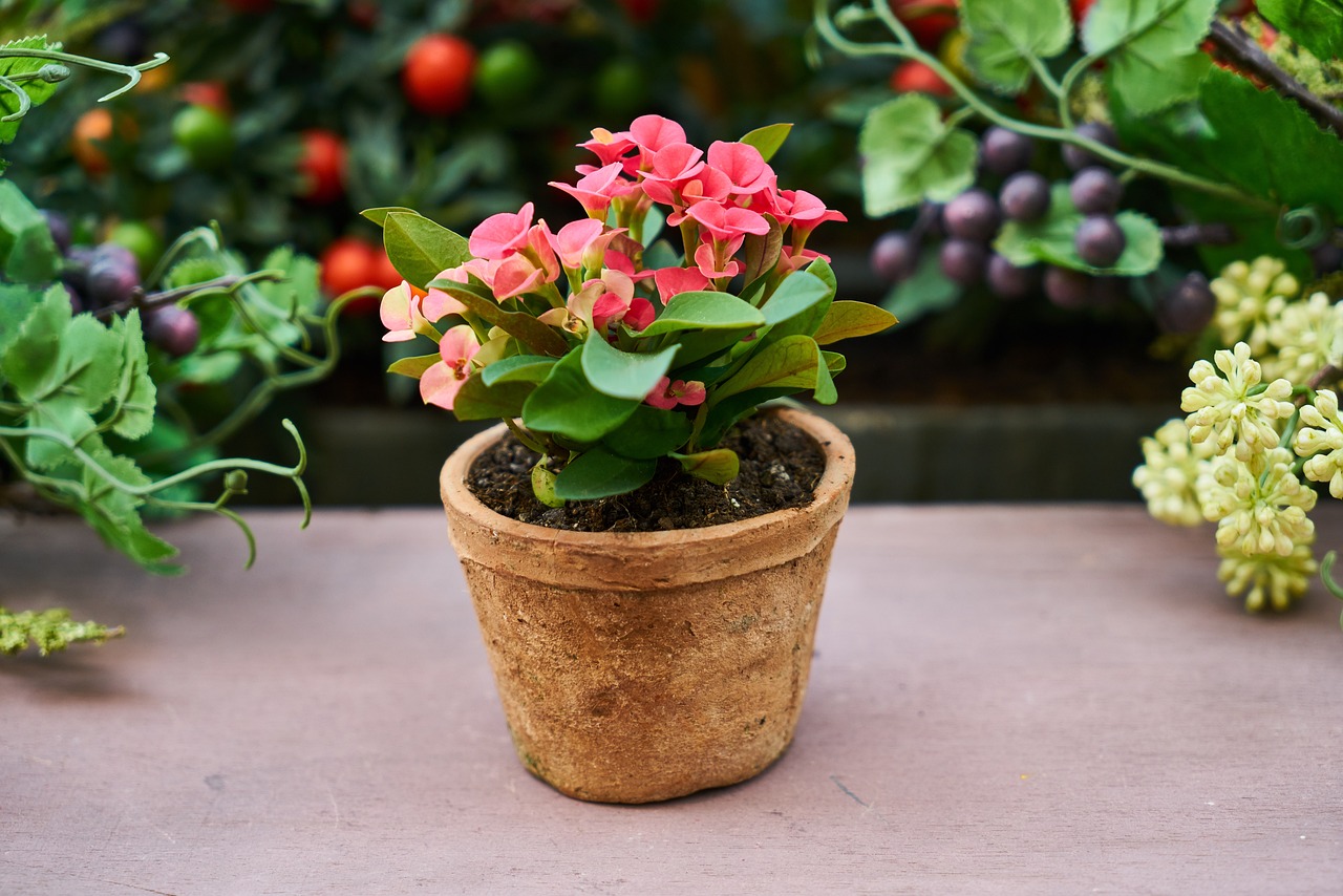 室内绿植盆栽，花缸与缸栽的魅力