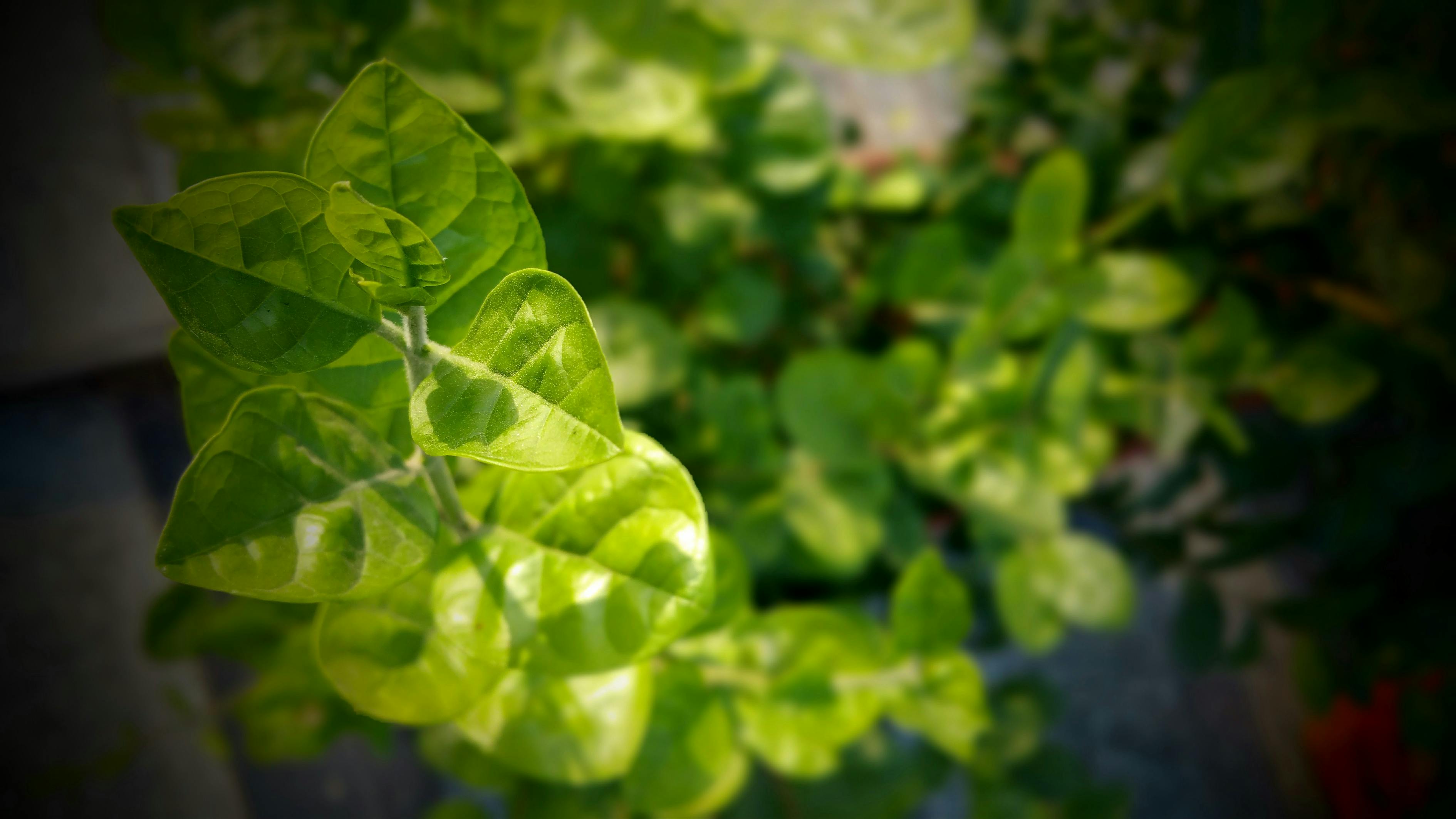 室内绿意盎然，大行绿植盆栽满屋香