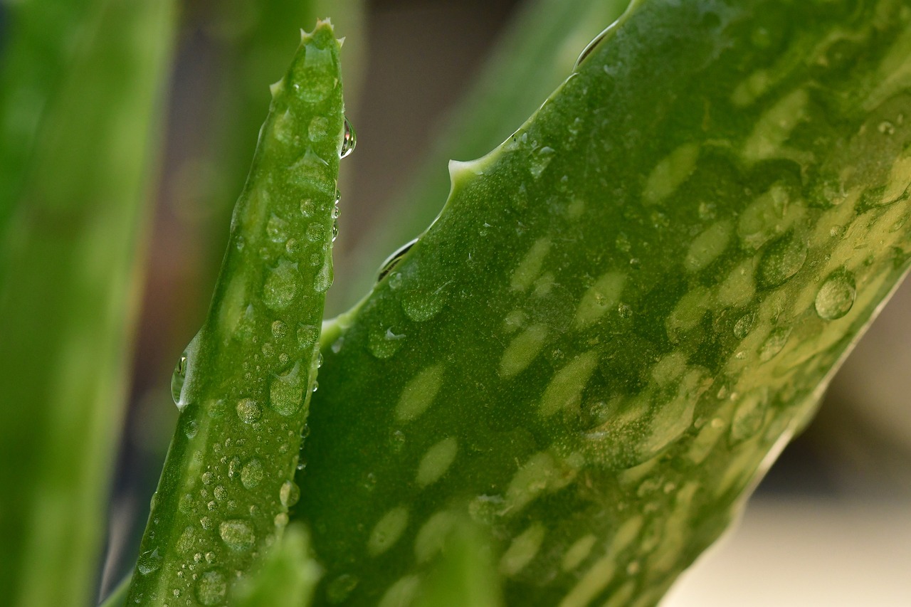 室外绿植盆栽批发直播，探索花卉绿植的世界与商业价值