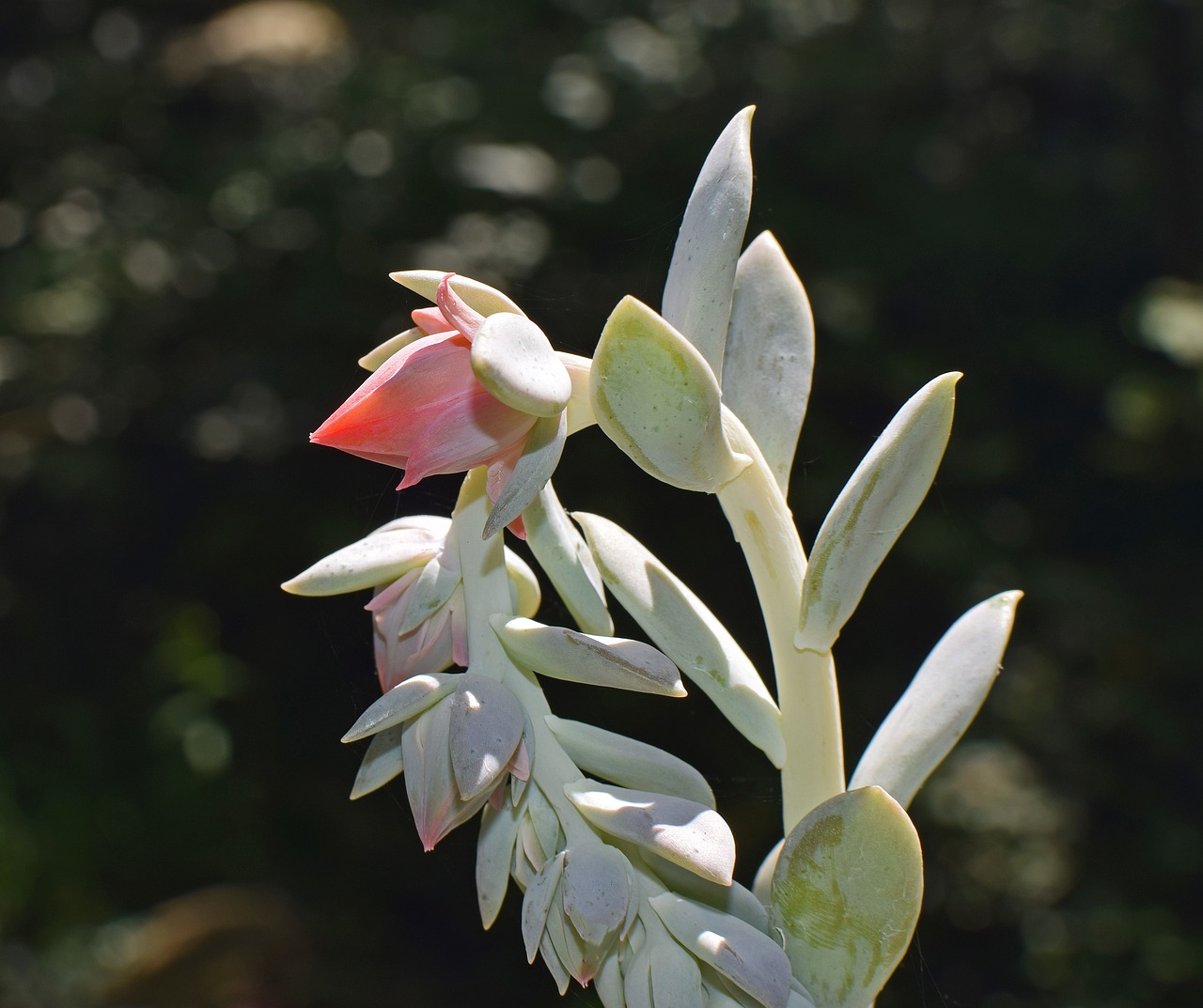 室外绿植盆栽杜鹃花——自然之美的独特展现