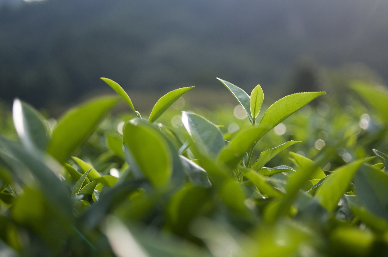 胖东来茶叶价格表毛尖，品味高质量茶叶的艺术