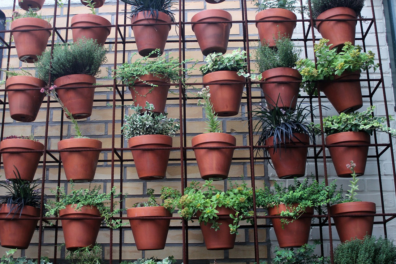 室内绿植盆栽，平安树的种植与养护