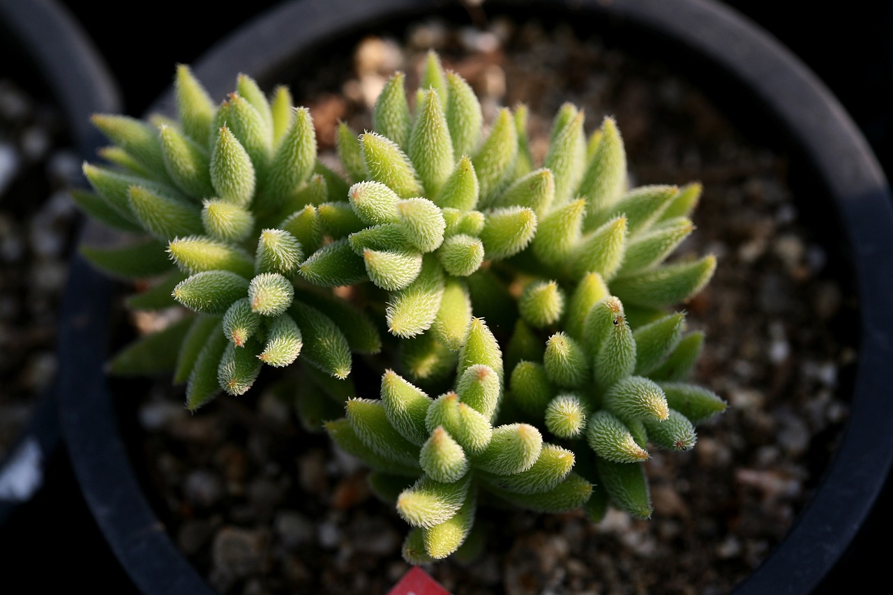 室内绿植盆栽多肉绿色的魅力与种植指南