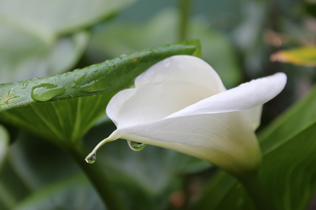 室内绿色生态的优雅之选，大盆绿植盆栽散尾葵