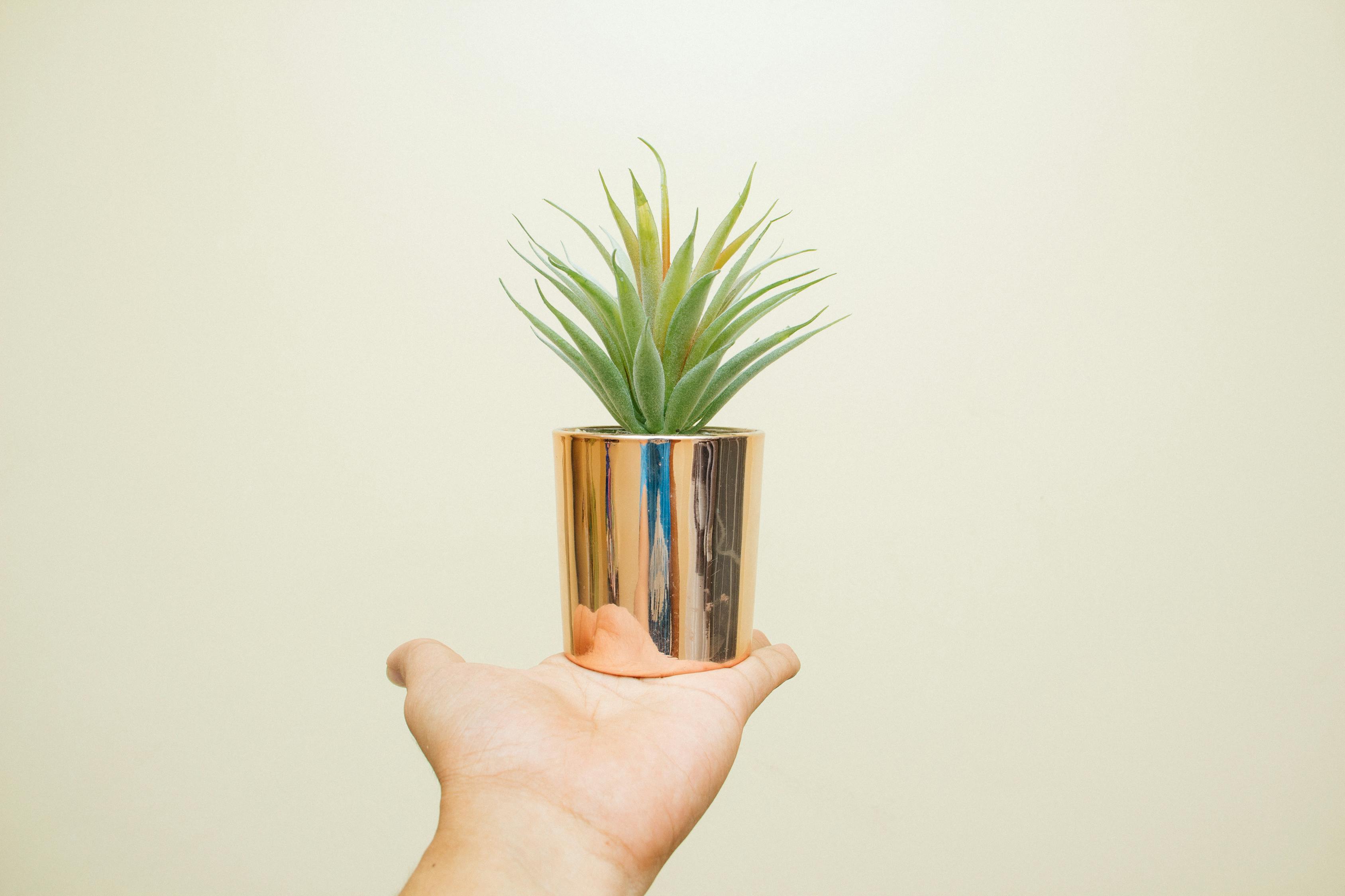 铂金钻绿植盆栽，室内植物的优雅之选