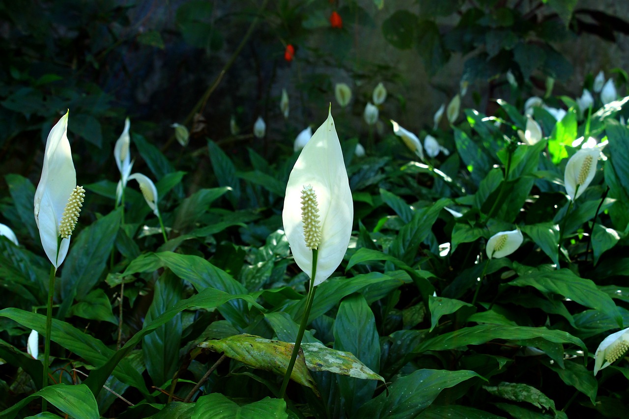 室内好养的绿植盆栽大盘点