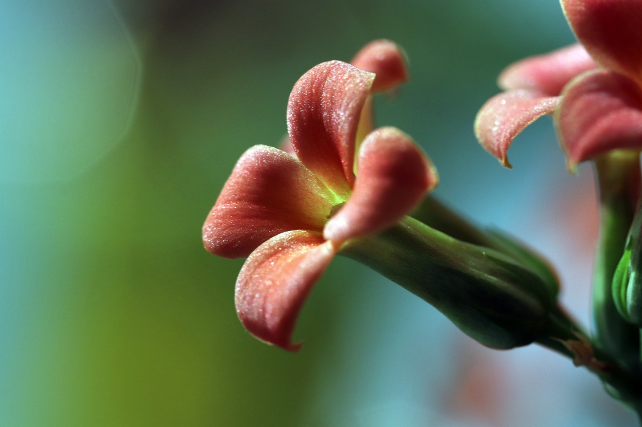 室内小型盆栽花卉绿植的种植与欣赏