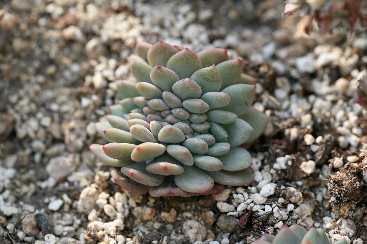 绿植盆栽花卉室内批发，繁荣的市场与未来的趋势