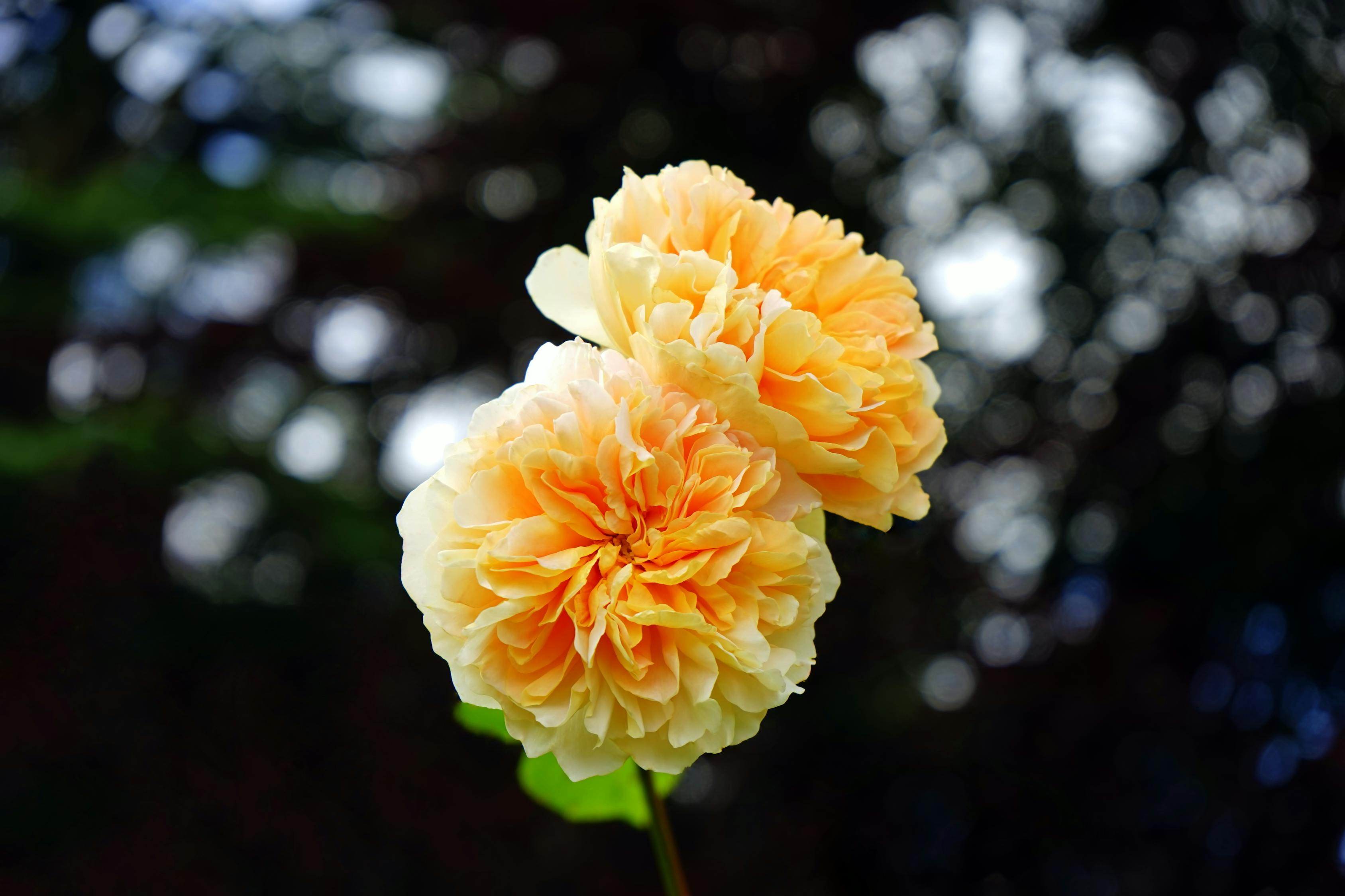 室内绿植盆栽，带花的绿色生活艺术