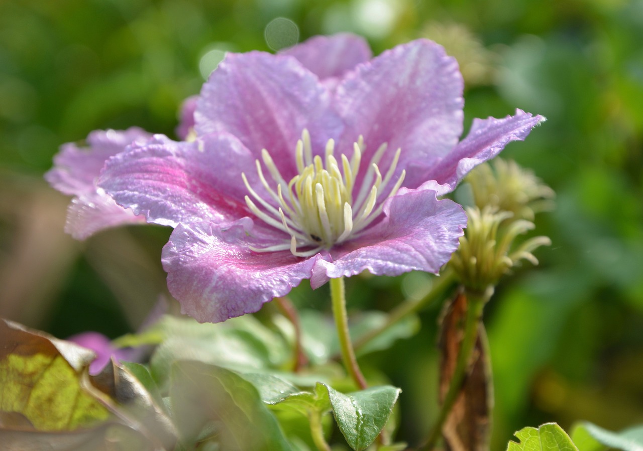 室内绿植盆栽茉莉的水养艺术