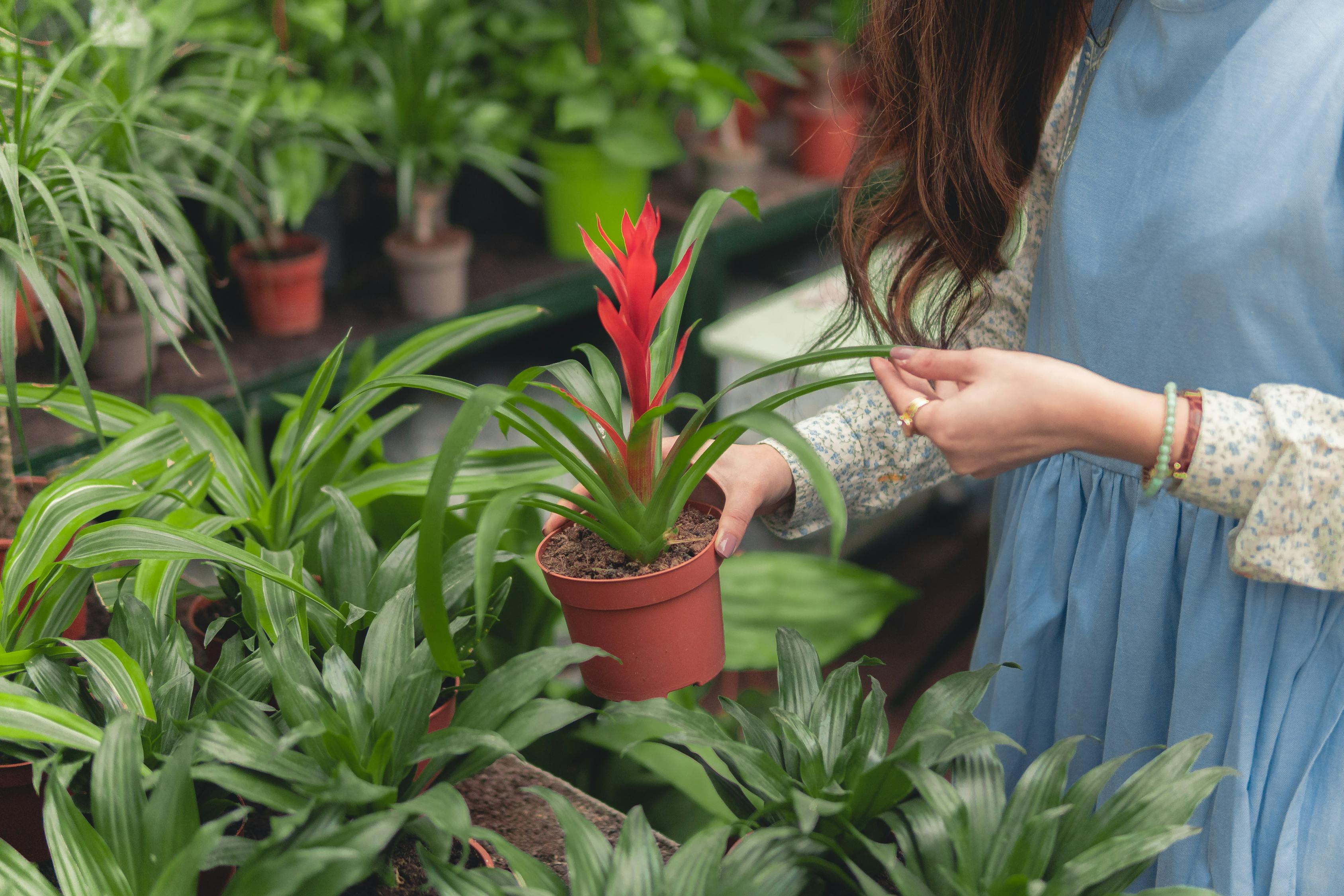 室外名贵绿植盆栽的种类及其特点