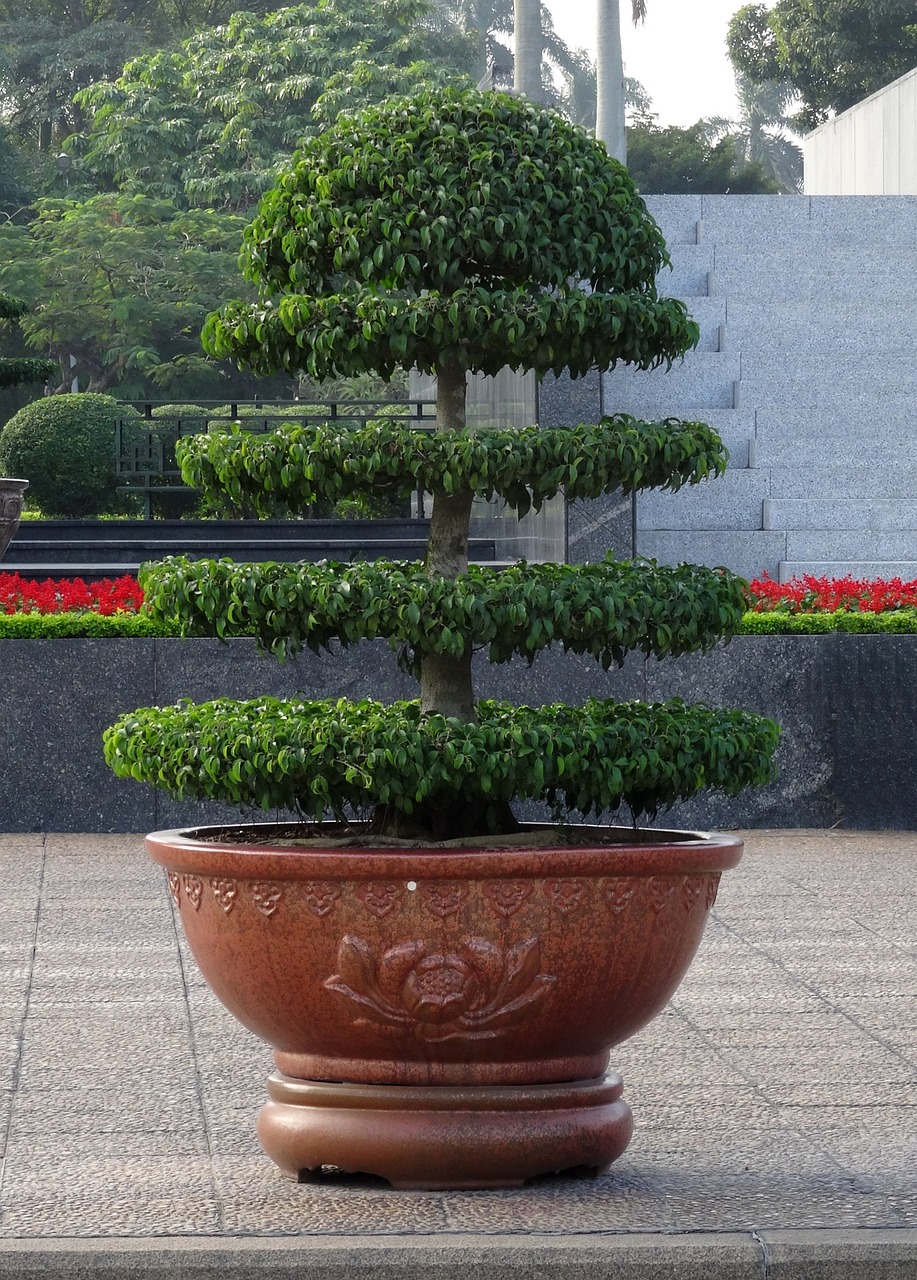 室内绿植盆栽，绿萝的水种艺术