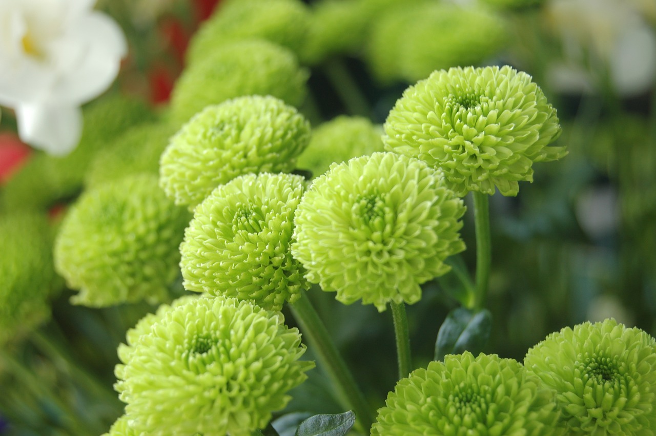 室内绿植小盆栽基地，绿色生活的微观世界