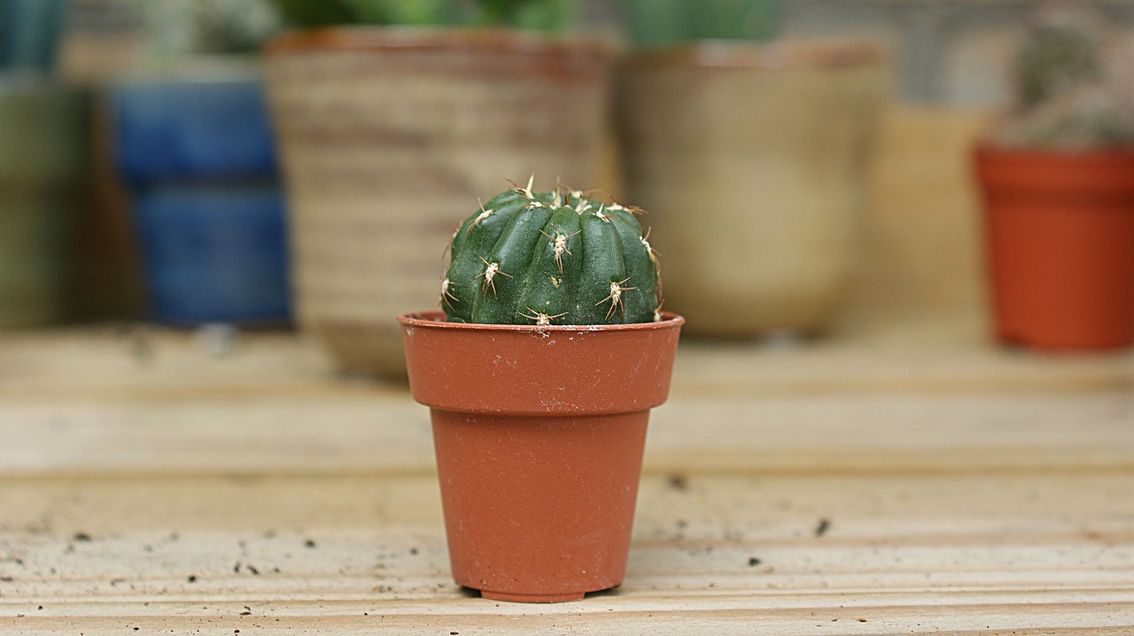 室内绿菠萝植盆栽的种植与养护讲解