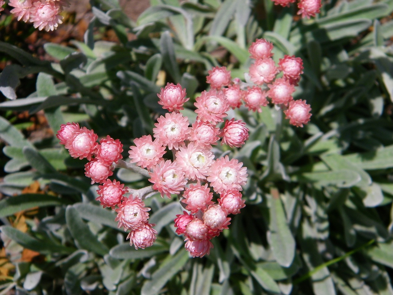 室内绿植盆栽，小型枫叶的独特魅力