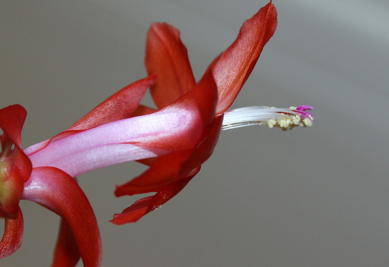 室内冬天开花绿植盆栽的养护与欣赏