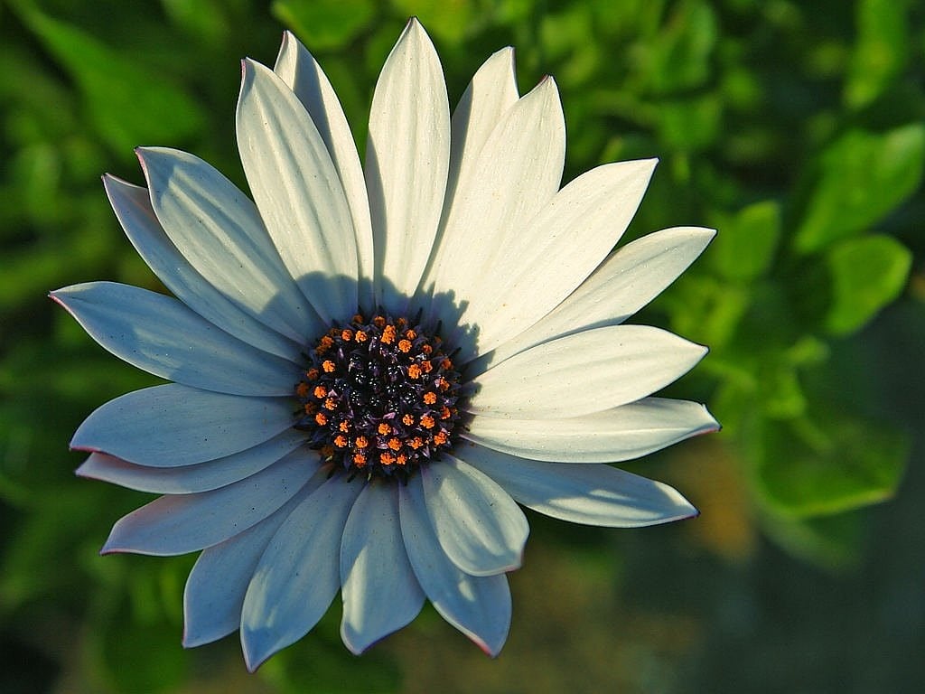 绿植盆栽与室内花盆，招财进宝的象征