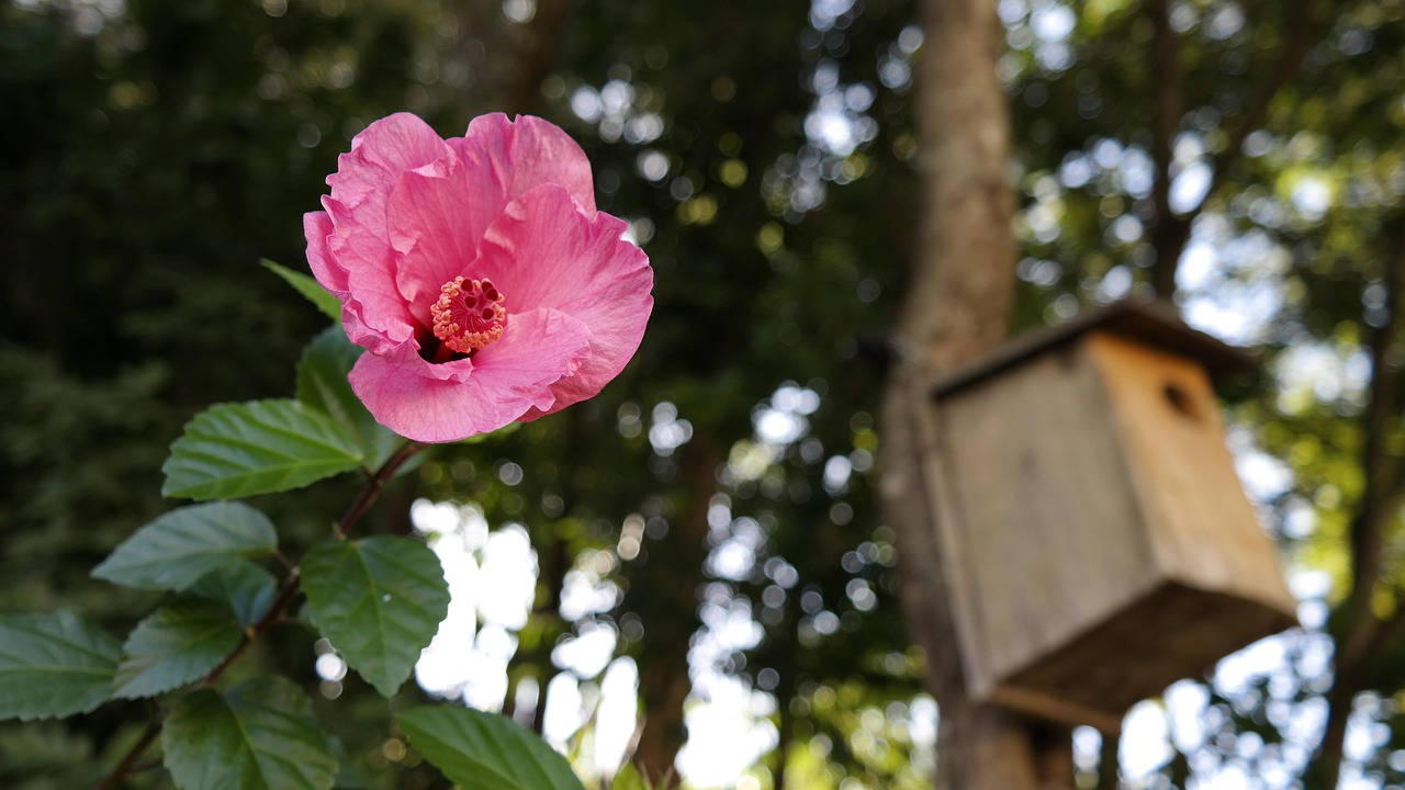 花卉绿植室内盆栽老根的魅力与养护