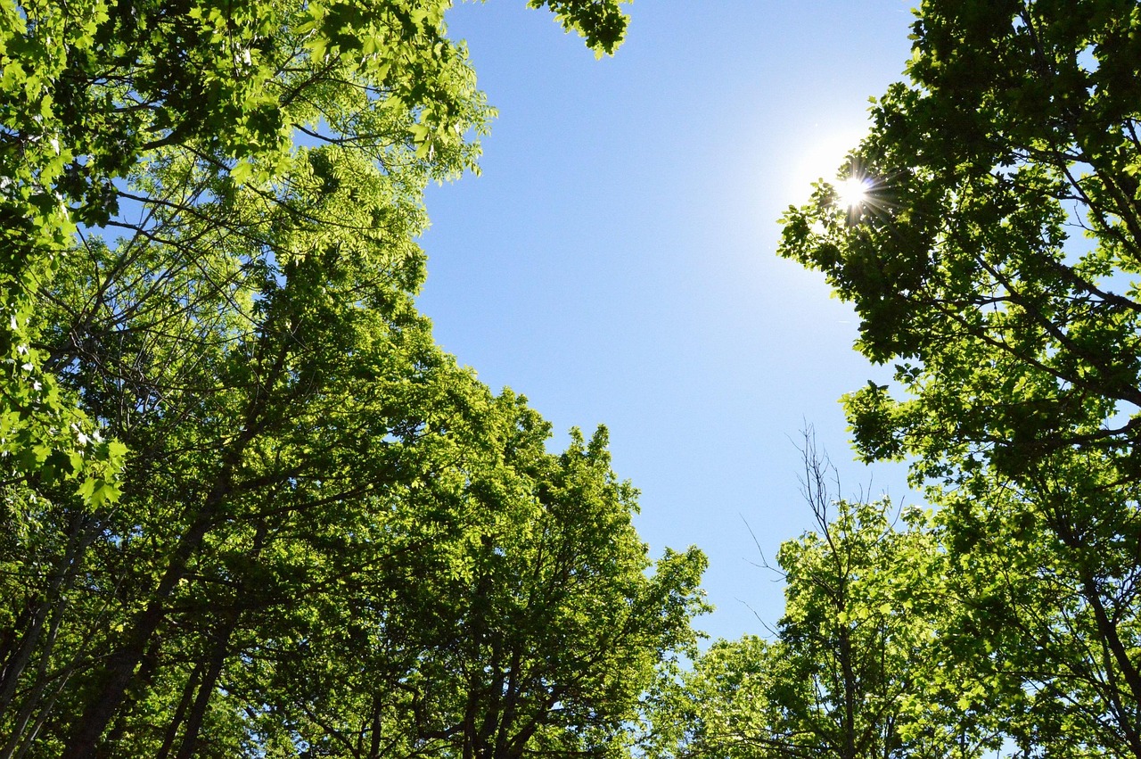 室内绿植盆栽与加水器的完美结合，美化生活并呵护绿色生命