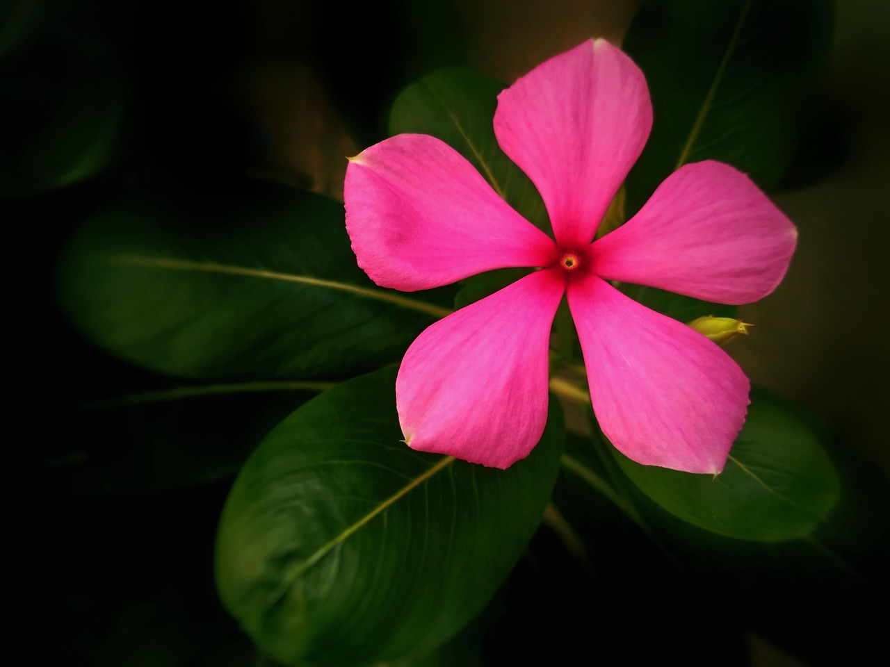 室内桂花盆栽，花卉绿植的魅力与养护之道