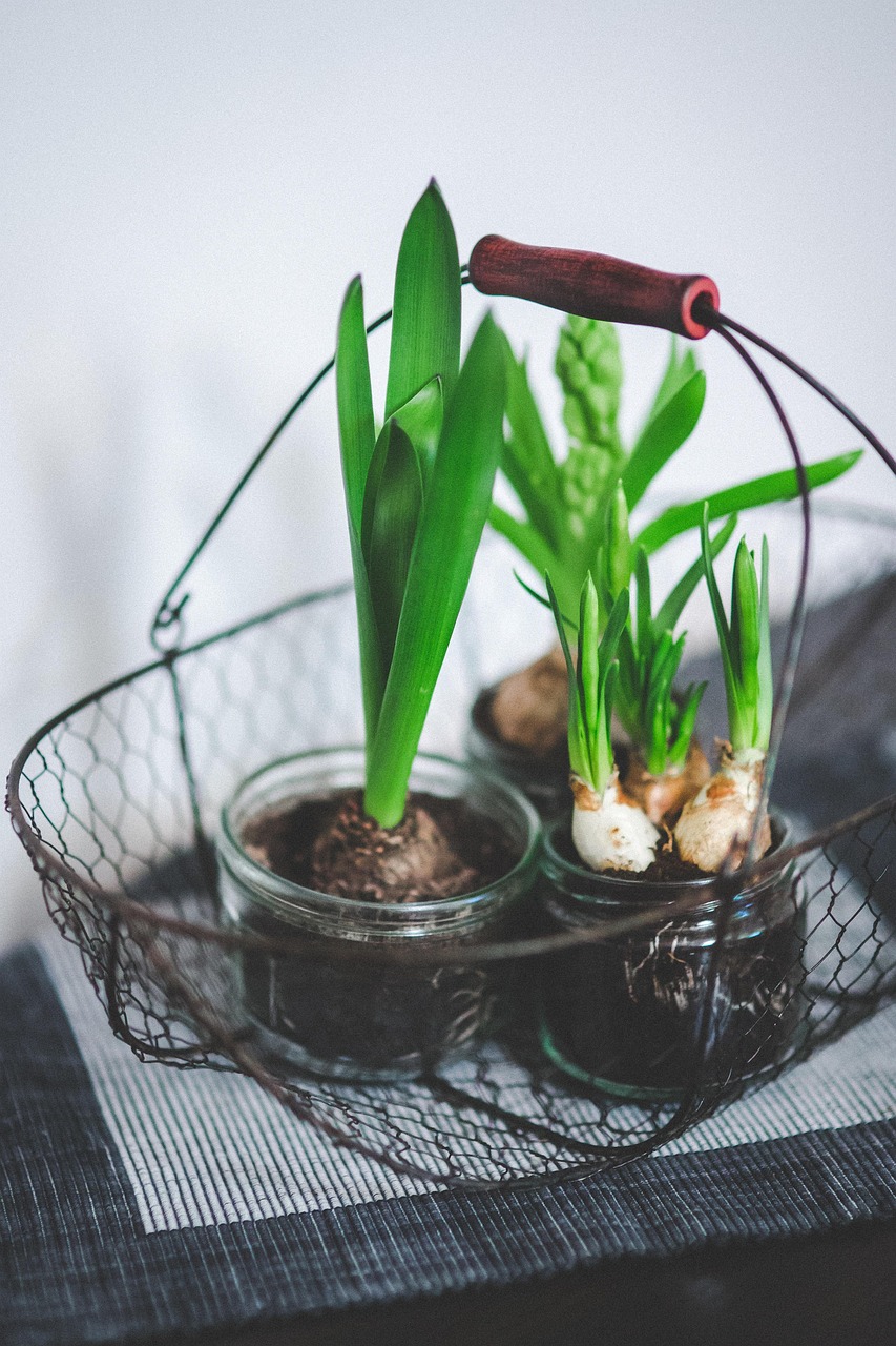 人参果绿植盆栽，室内的理想之选