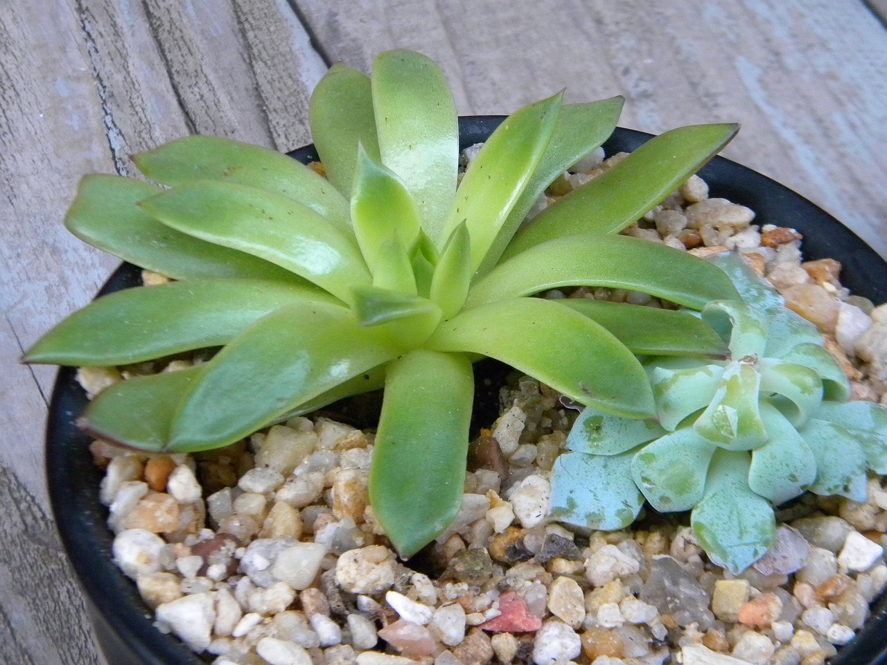 室内抗冻绿植盆栽植物，美化家居的优选之选