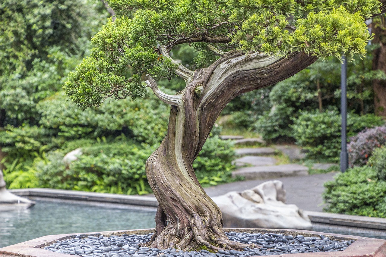 绿植盆栽室内养护与水管理指南