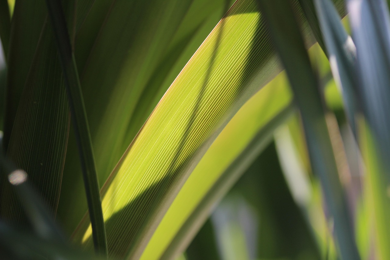 室内绿植盆栽，厚叶绿植的魅力与养护